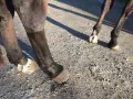 Pieds de cheval sur un chemin de gravier. Le soleil projette des ombres. Une légère gale de boue miel sur le paturon d'un cheval.