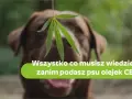 Jaki olej CBD dla psa wybrać, aby uniknąć problemów zdrowotnych?