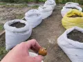 Kiedy sadzimy ziemniaki w workach, aby uniknąć nieudanych plonów?