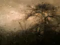 Gouttes de pluie sur une vitre, floutant l'ombre d'un arbre. Belles photos sous la pluie, une ambiance mélancolique et artistique.