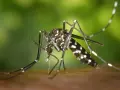 Un mosquito tigre, con sus distintivas rayas blancas y negras, se prepara para picar. ¿Cuánto viven los mosquitos tigre? Su ciclo de vida es corto, pero su impacto puede ser grande.