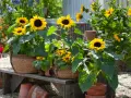 Mehrere sonnenblumen im topf blühen auf einer Holzbank, umgeben von anderen bunten Blumen und Terrakotta-Töpfen.