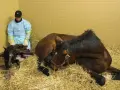 Un poulain noir vient de naître d'une jument brune, sous le regard attentif d'un homme en tenue de protection.