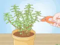 Podando un **árbol jade** en maceta. Una mano usa tijeras para cortar una rama de la planta suculenta.