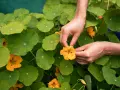 Hände pflücken eine leuchtend gelbe Kapuzinerkresseblüte inmitten üppiger grüner Blätter. Der ideale kapuzinerkresse standort ist sonnig.