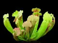 Sarracenia: jak dbać o te piękne rośliny mięsożerne. Zielone dzbanki z czerwonymi żyłkami na czarnym tle.