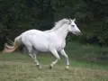 Un magnifique cheval blanc, symbole d'un élevage Connemara, galope dans un pré verdoyant, sa crinière au vent.