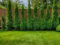 Szmaragdowe żywopłoty z cyprysów wzdłuż drewnianego ogrodzenia tworzą zieloną barierę.