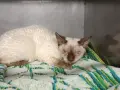 Choroby Devon Rex: Jak uniknąć problemów zdrowotnych u kotów?