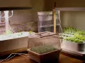 Odla stevia och andra örter i ett inomhusodlingssystem med LED-lampor. Små plantor växer i flera behållare under ljuset.