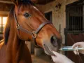 Un cheval brun reçoit un médicament par seringue, une étape importante pour sa coproscopie.
