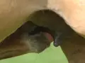 Un poulain tète le colostrum jument, un liquide vital pour son développement.