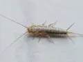 Una cucaracha plateada, con sus largas antenas y tres apéndices en la cola, se arrastra sobre una superficie blanca.