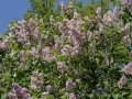 En frodig syrenbuske med lila blommor som väntar på att planteras.