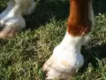 Pieds de cheval dans l'herbe. Un boulet semble gonflé, un symptôme possible d'entorse.