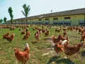 Un grande gruppo di galline allevate all'aperto razzola sull'erba verde davanti a un lungo edificio giallo.