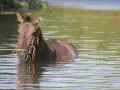 Un cheval brun, la tête hors de l'eau, se rafraîchit dans un lac. La **transpiration cheval** est évidente sur son pelage mouillé.