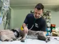 Weterynarz IFAW bada koalę. Czy to zawód, który przynosi satysfakcję, czy zastanawiasz się, ile zarabia weterynarz?
