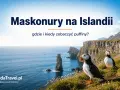 Maskonury na Islandii: zobacz, gdzie żyje ten uroczy ptak i kiedy najlepiej go obserwować na klifach.