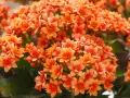 Un racimo vibrante de flores naranjas de kalanchoe planta, con pétalos delicados y hojas verdes oscuras.