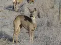 Un chevreuil de France, aux aguets dans un champ givré, observe attentivement les environs.