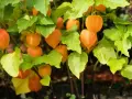 Pomarańczowe lampiony miechunki peruwiańskiej wśród zielonych liści.