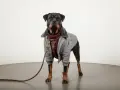 Rottweiler con maglione bordeaux e giacca trapuntata grigia, mostrando diversi tipi di vestiti nomi per cani.