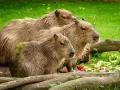 Trzy kapibary, największe gryzonie świata, wylegują się na trawie. Kapibara gdzie żyje? W Ameryce Południowej, blisko wody.