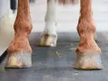 Gros plan sur les sabots ferrés d'un cheval. Le fer protège le sabot de l'usure, répondant à la question : a quoi sert de ferrer un cheval.