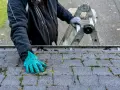 Rękawica w zielonej rękawicy usuwa mech z dachu, przygotowując go do oprysku octem.