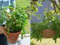 Tomatplantor i kruka och ampel. Perfekt för att odla egna tomater, även om temperaturen varierar.