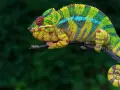 Kolorowy kameleon domowy, z żółto-zielonymi pasami i niebieskimi plamkami, siedzi na gałęzi. Jego ogon jest zwinięty w spiralę.