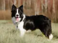 Border collie opinie właścicieli: ten pies jest inteligentny, energiczny i kochany. Idealny towarzysz dla aktywnych osób.