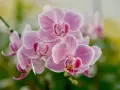Delikatny, różowy orchidea kwiat w pełnym rozkwicie, otoczony zielenią.