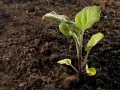 Giovane piantina di melanzana che spunta dal terreno fertile. Inizia il periodo melanzane, promessa di futuri frutti.