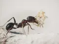 Una hormiga carga un trozo de hoja seca, como si fuera un tesoro. Las hormigas son trabajadoras incansables.