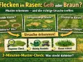 Helle Flecken im Rasen: runde Kreise, Inseln oder Streifen? Die Grafik zeigt Ursachen wie Hundeurin, Trockenstress oder Mähfehler und wie man den Rasen rettet.