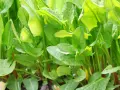 Foglie verdi e lucide di acetosa selvatica, con steli rossastri che emergono dal terreno.