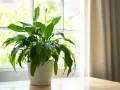 Planta de interior con flor blanca junto a una ventana, ideal para dar vida a las plantas para oficina.