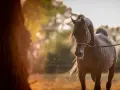 Un magnifique cheval pur sang arabe, au pelage sombre, se tient dans un champ doré baigné de soleil.