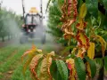 Kiedy pryskać brzoskwinie na kędzierzawość liści? Traktor opryskuje drzewka w sadzie, ratując liście przed chorobą.