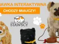 Gdzie kotek ma? Odkryj radość i zabawę w tej interaktywnej książce
