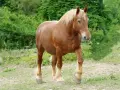 Un majestueux cheval comtois, robe alezane, crinière blonde, se promène dans un pré verdoyant.