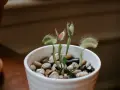Planta carnívora en maceta blanca con piedras. Sus trampas rojas y verdes listas para cazar. Cuidados básicos para tu planta carnívora.