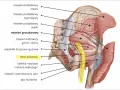 Anatomia ludzkiego podudzia: mięsień gruszkowaty i nerw kulszowy, otoczone innymi mięśniami pośladkowymi i strukturami miednicy.