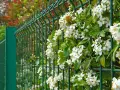 Des fleurs blanches grimpent sur une clôture verte, offrant une belle idée pour comment attacher un brise vue naturel.
