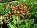 En klunga röda och gula primula utomhus i en grönskande äng, med små vita blommor i bakgrunden.