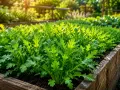 Un letto rialzato pieno di rucola verde brillante, un segno che è il momento perfetto quando si semina la rucola per un raccolto abbondante.