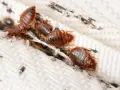 Un grupo de chinches se arrastra sobre una tela blanca. La vaporeta es una solución para eliminarlas.