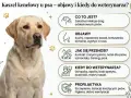 Labrador z objawami kaszlu kenelowego u psa: suchy kaszel, kichanie, gorączka. Informacje o przyczynach, objawach i profilaktyce.
